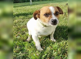 Stevie, Chihuhua/Jack Russel Mix, geb.2022, super freundlicher Rüde mit kleinem Handicap