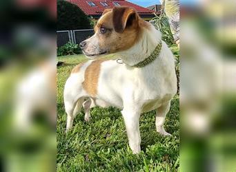 Stevie, Chihuhua/Jack Russel Mix, geb.2022, super freundlicher Rüde mit kleinem Handicap