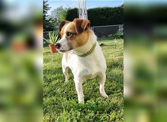 Stevie, Chihuhua/Jack Russel Mix, geb.2022, super freundlicher Rüde mit kleinem Handicap