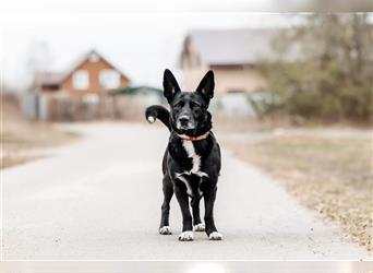 Toller Charly sucht perfektes Zuhause