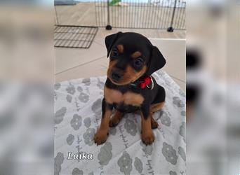 Zwergpinscher Welpen