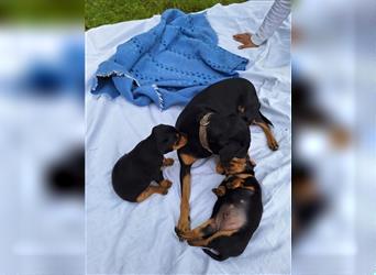 Zwergpinscher Welpen