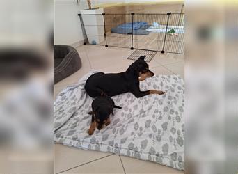 Zwergpinscher Welpen