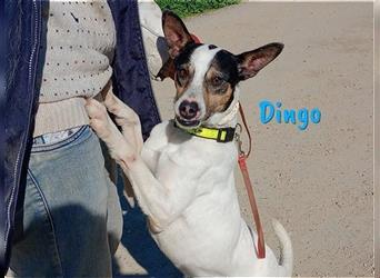 Dingo 05/2016 (in Deutschland) - unkomplizierter & verschmuster Bodeguero, ein Sonnenschein!