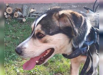 Husky-Mix-Rüde Barki: sozial,offen,treu