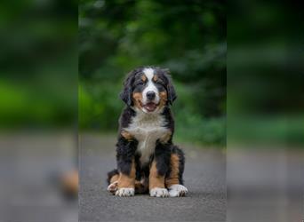 Berner-Sennenhund Welpen reinrassig