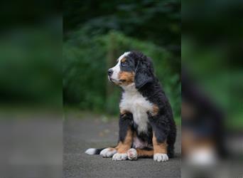 Berner-Sennenhund Welpen reinrassig