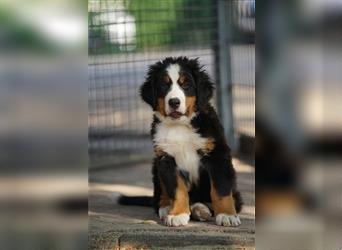 Berner-Sennenhund Welpen reinrassig