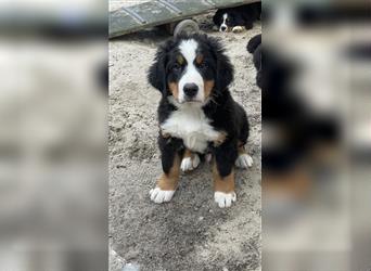 Berner-Sennenhund Welpen reinrassig