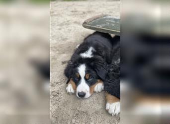 Berner-Sennenhund Welpen reinrassig