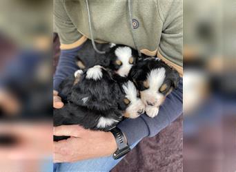 Berner-Sennenhund Welpen reinrassig