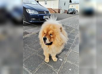 Chow Chow Welpen