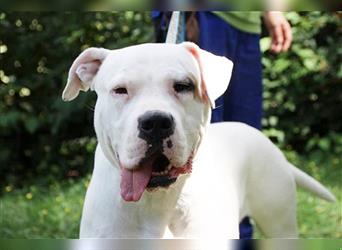 Shiela, Dogo Argentino-Molosser, geb. 2020, liebe Familienhündin