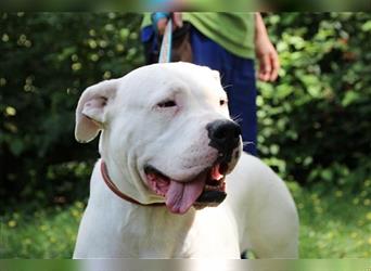 Shiela, Dogo Argentino-Molosser, geb. 2020, liebe Familienhündin