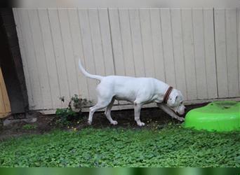 Shiela, Dogo Argentino-Molosser, geb. 2020, liebe Familienhündin