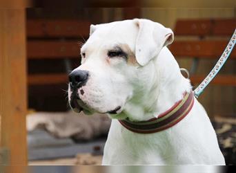 Shiela, Dogo Argentino-Molosser, geb. 2020, liebe Familienhündin