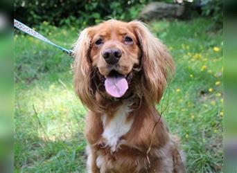 Brösel, Cocker Spaniel, geb. 2020, sucht hundeerfahrene Besitzer