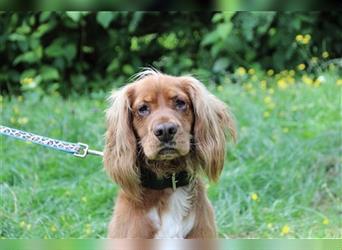 Brösel, Cocker Spaniel, geb. 2020, sucht hundeerfahrene Besitzer