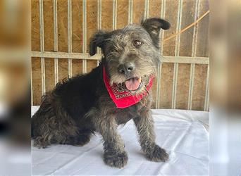 kompakte kleine LOLA - 5,5 Jahre, 37cm/18kg - Schnauzer-Mix