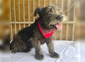 kompakte kleine LOLA - 5,5 Jahre, 37cm/18kg - Schnauzer-Mix