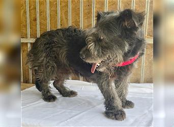 ❤️ kompakte kleine LOLA - 5,5 Jahre, 37cm/18kg - Schnauzer-Mix