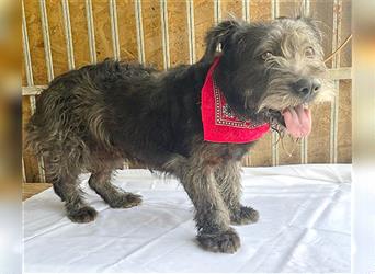 ❤️ kompakte kleine LOLA - 5,5 Jahre, 37cm/18kg - Schnauzer-Mix