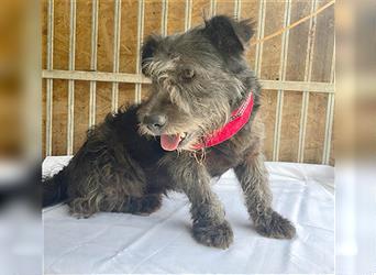 kompakte kleine LOLA - 5,5 Jahre, 37cm/18kg - Schnauzer-Mix