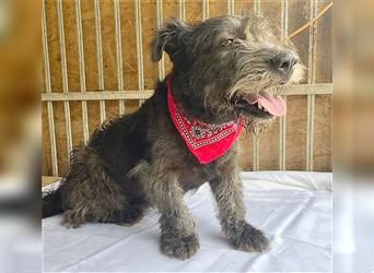 kompakte kleine LOLA - 5,5 Jahre, 37cm/18kg - Schnauzer-Mix