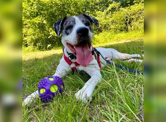 "Meilo", männlich, Dogge-Boxer, geb. 08.09.22, 60 cm