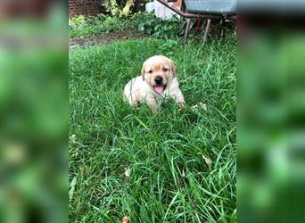 Zuckersüße Labradorwelpen in liebevolle Hände abzugeben