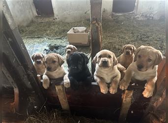 Zuckersüße Labradorwelpen in liebevolle Hände abzugeben