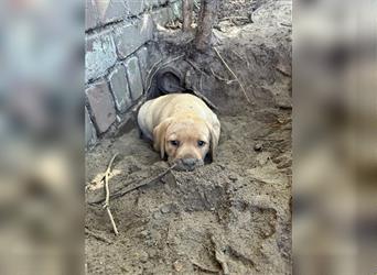 Zuckersüße Labradorwelpen in liebevolle Hände abzugeben