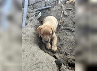 Zuckersüße Labradorwelpen in liebevolle Hände abzugeben