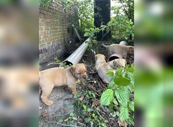 Zuckersüße Labradorwelpen in liebevolle Hände abzugeben