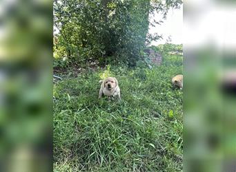 Zuckersüße Labradorwelpen in liebevolle Hände abzugeben