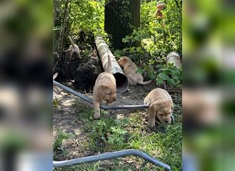 Zuckersüße Labradorwelpen in liebevolle Hände abzugeben