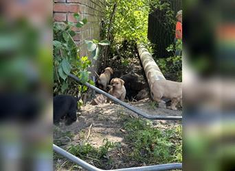 Zuckersüße Labradorwelpen in liebevolle Hände abzugeben