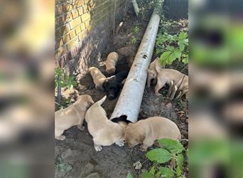 Zuckersüße Labradorwelpen in liebevolle Hände abzugeben