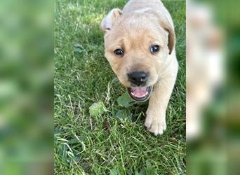 Zuckersüße Labradorwelpen in liebevolle Hände abzugeben