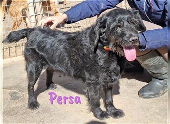 Persa 03/2013 (ESP) - entspannte und unkomplizierte Schnauzer-Mix Hündin!