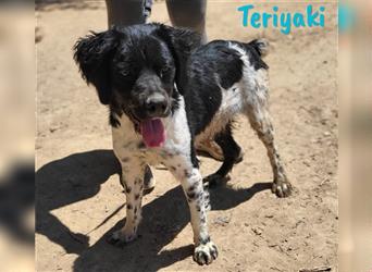 Teriyaki 09/2023 (ESP) - lustiger und sozialer, kleiner Bretonischer Spaniel Welpe!