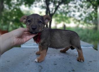 Die zierliche ATHENA sucht ein liebevolles Zuhause!