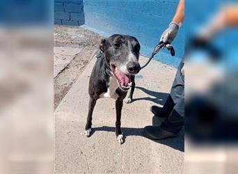 Denver, aufgeschlossener ruhiger Greyhound hofft auf seine Familie