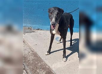 Denver, aufgeschlossener ruhiger Greyhound hofft auf seine Familie