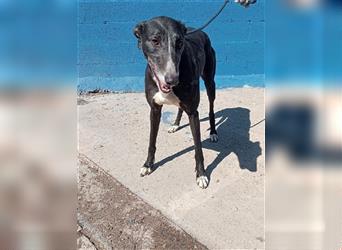 Denver, aufgeschlossener ruhiger Greyhound hofft auf seine Familie