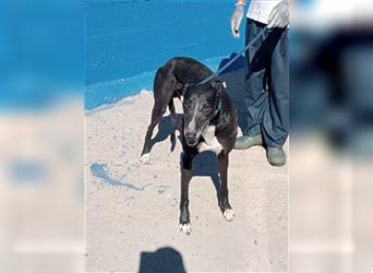 Denver, aufgeschlossener ruhiger Greyhound hofft auf seine Familie