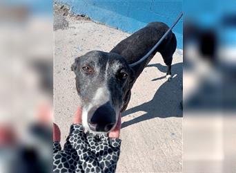 Denver, aufgeschlossener ruhiger Greyhound hofft auf seine Familie