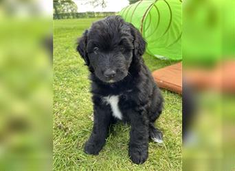 Aussiedoodle F1 in gute Hände zu vermitteln