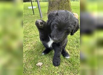 Aussiedoodle F1 in gute Hände zu vermitteln