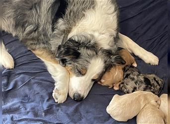 Aussiedoodle F1 in gute Hände zu vermitteln